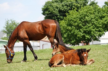 Mare and foal